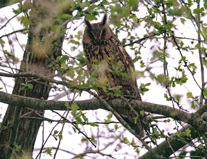 Ransuil (Rijnstreek). Foto van Mark Bos.